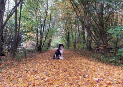 Collie sitter i en skog på hösten