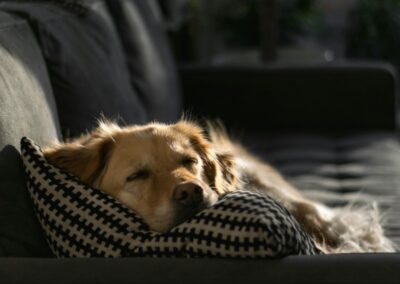 Golden retriever vilar i en soffa på hundpensionat