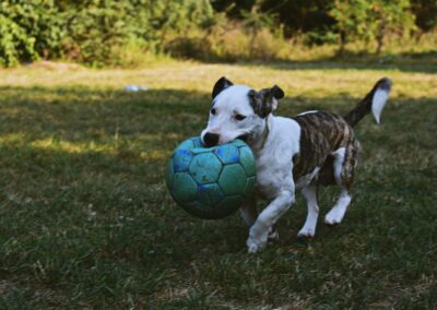 Stor hund springer med en boll i munnen