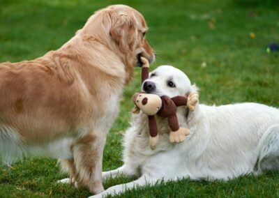 Två golden retrievers leker med ett gosedjur