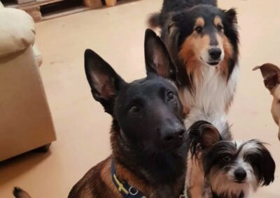 En collie, en nakenhund och en malinois i en av hunddagisets box