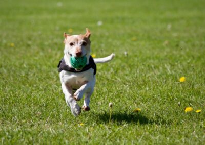 Liten hund springer på gräs med en boll i munnen