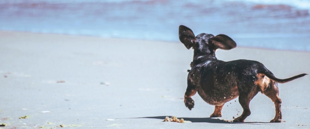 En tax springer i sanden på en strand