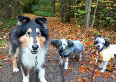 Collie och två nakenhundar på promenad